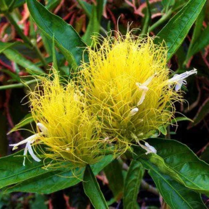 Golden Plume (Schaueria flavicoma) Flowering Live Plant
