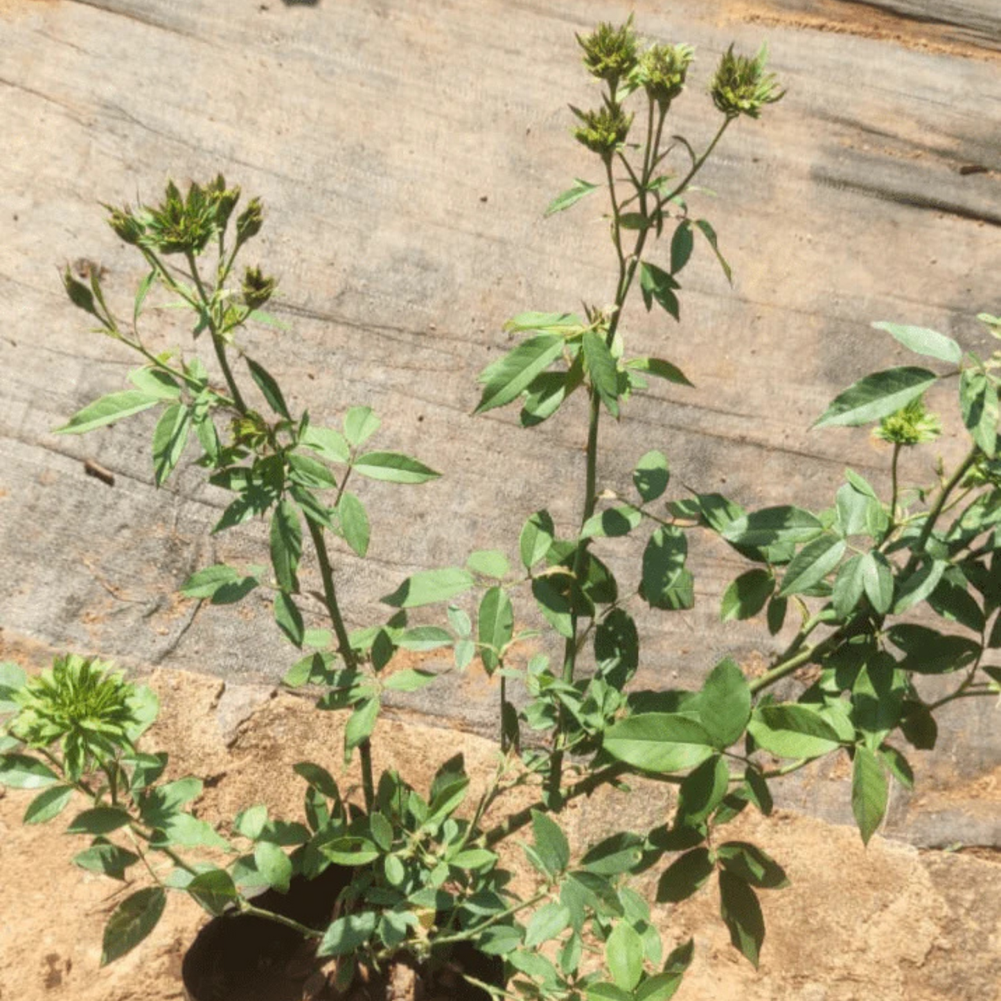 Green Rose Flowering Grafted Live Plant