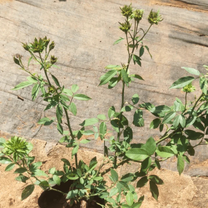 Green Rose Flowering Grafted Live Plant