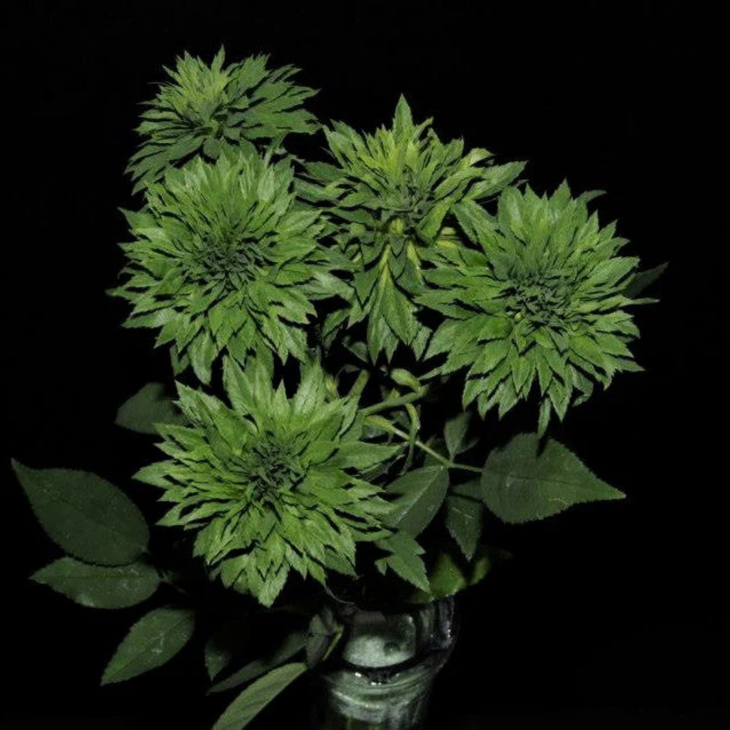 Green Rose Flowering Grafted Live Plant
