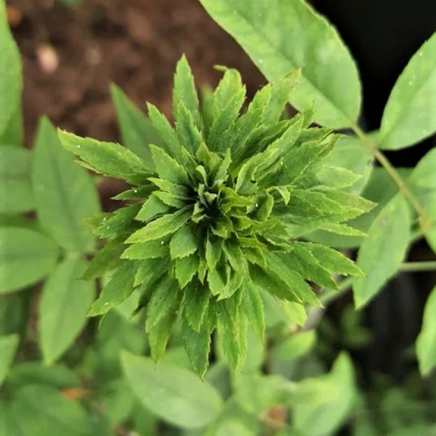 Green Rose Flowering Grafted Live Plant