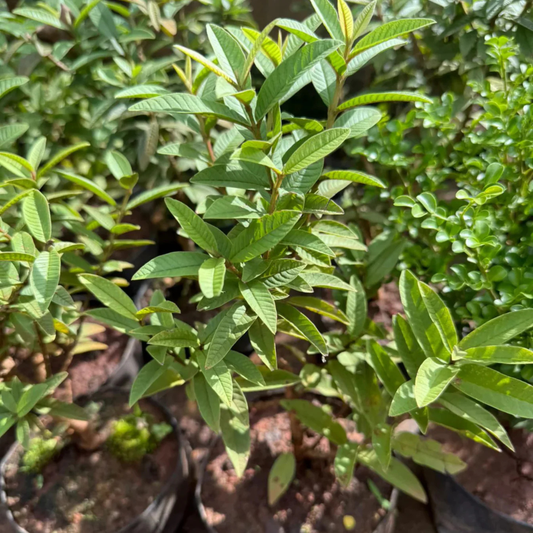 Guava Tree Bonsai Live Fruiting Indoor Bonsai Plant