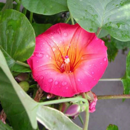 Hawaiian Bell Sunset Vine (Stictocardia Beraviensis) All Time Flowering Live Plant