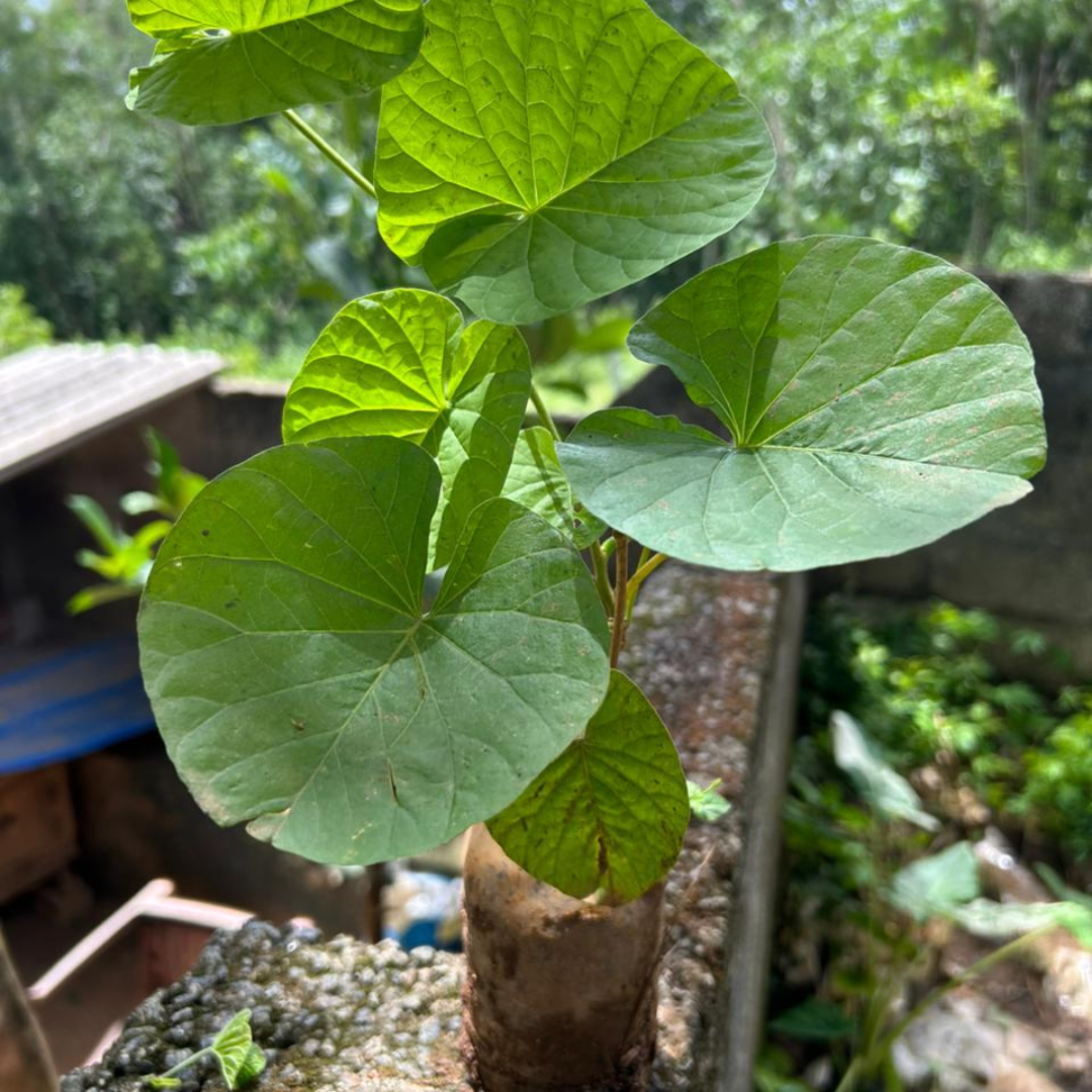Hawaiian Bell Sunset Vine (Stictocardia Beraviensis) All Time Flowering Live Plant