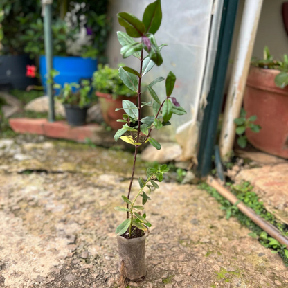 Hebe Speciosa Magenta Rare Flowering Live Plant
