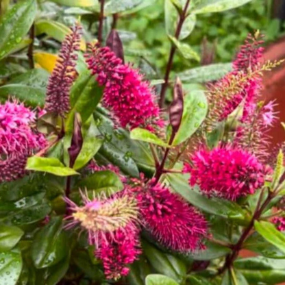 Hebe Speciosa Magenta Rare Flowering Live Plant