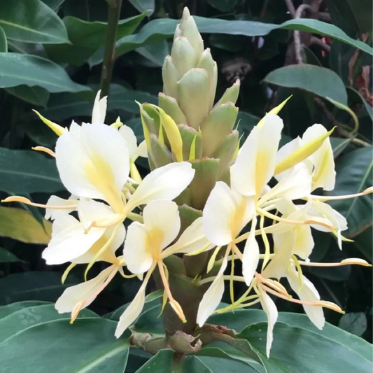 Hedychium Yellow Highly Fragrant All Time Flowering Rare Live Plant