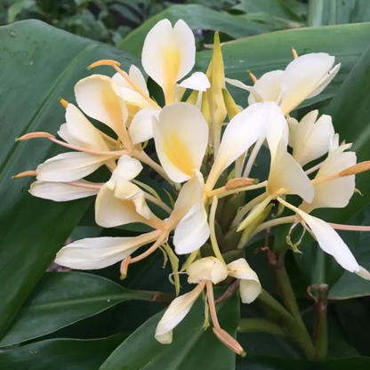 Hedychium Yellow Highly Fragrant All Time Flowering Rare Live Plant