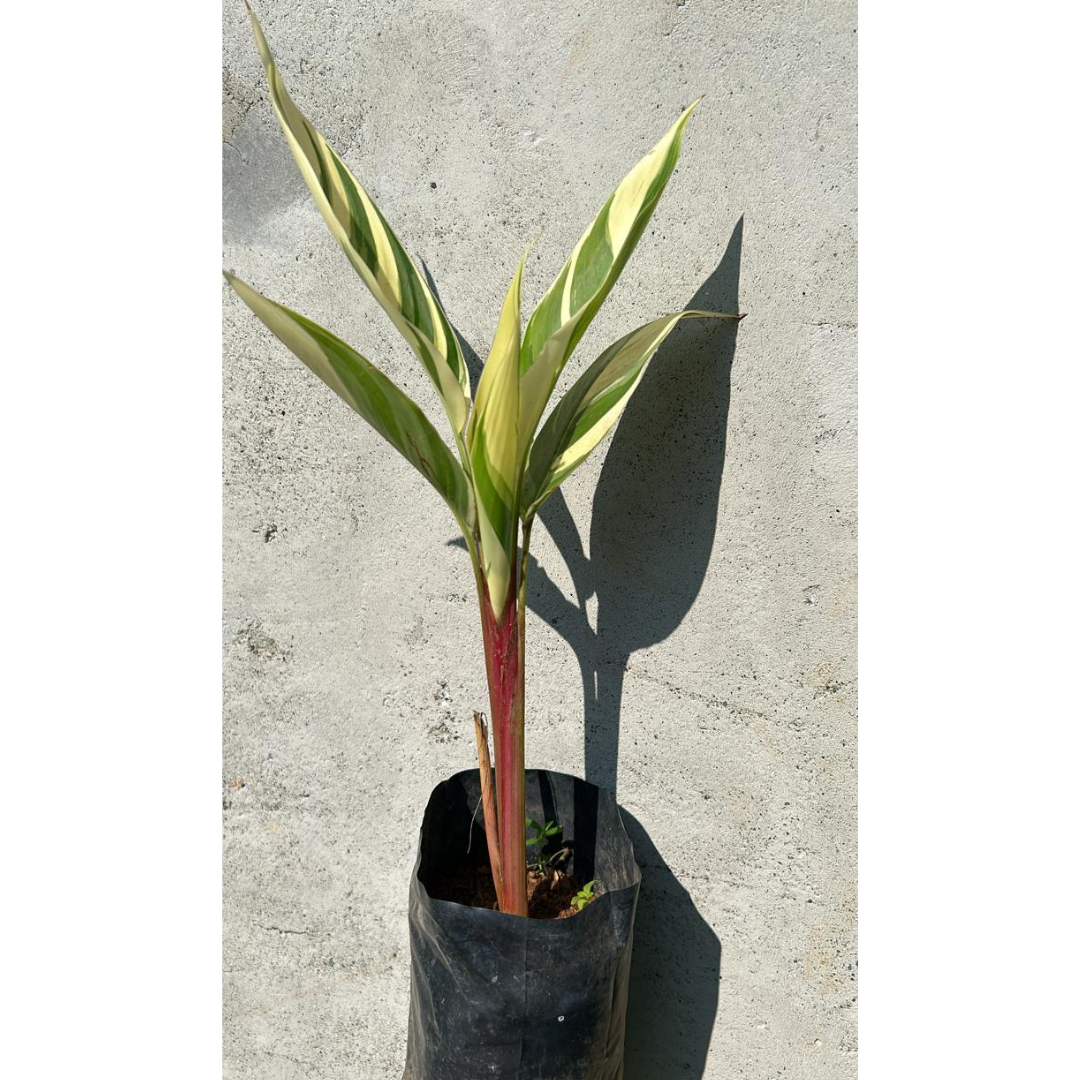 Heliconia Variegated Flowering Live Plant