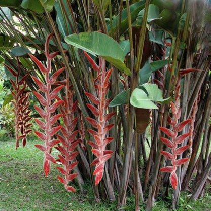 Heliconia Vellerigera Flowering Live Plant