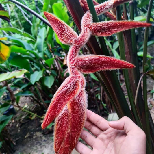 Heliconia Vellerigera Flowering Live Plant