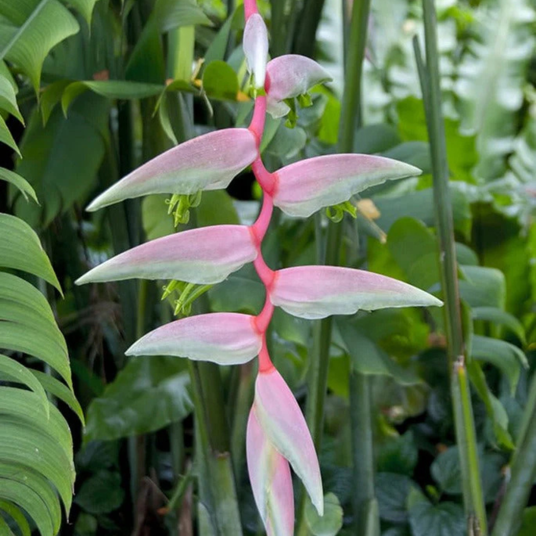 Heliconia chartacea Sexy Pink Flowering Live Plant
