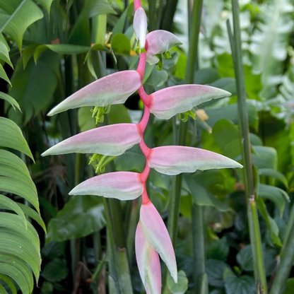 Heliconia chartacea Sexy Pink Flowering Live Plant