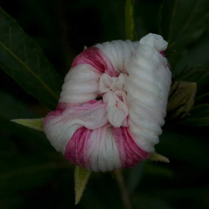 Hibiscus Heterophyllus (MALVACEAE) Flowering Live Plant