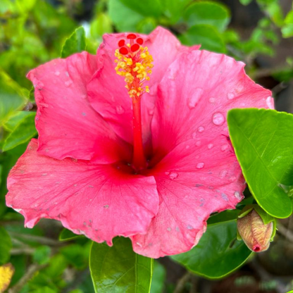 Hibiscus Pink Hybrid All Time Flowering Live Plant