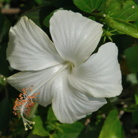 Hibiscus White Desi Flowering Live Plant