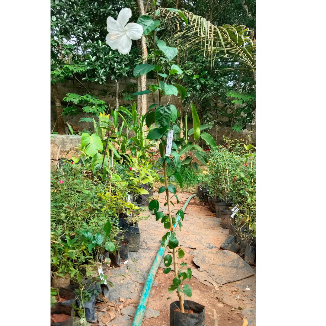 Hibiscus White Desi Flowering Live Plant