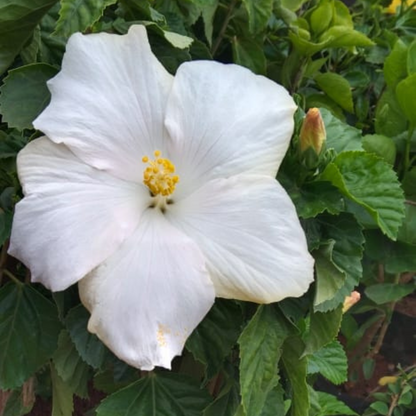 Hibiscus White Hybrid Flowering Live Plant