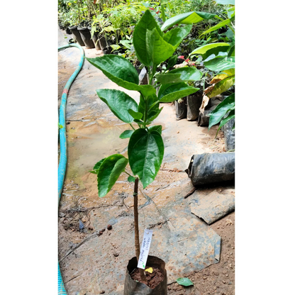 Hibiscus White Hybrid Flowering Live Plant