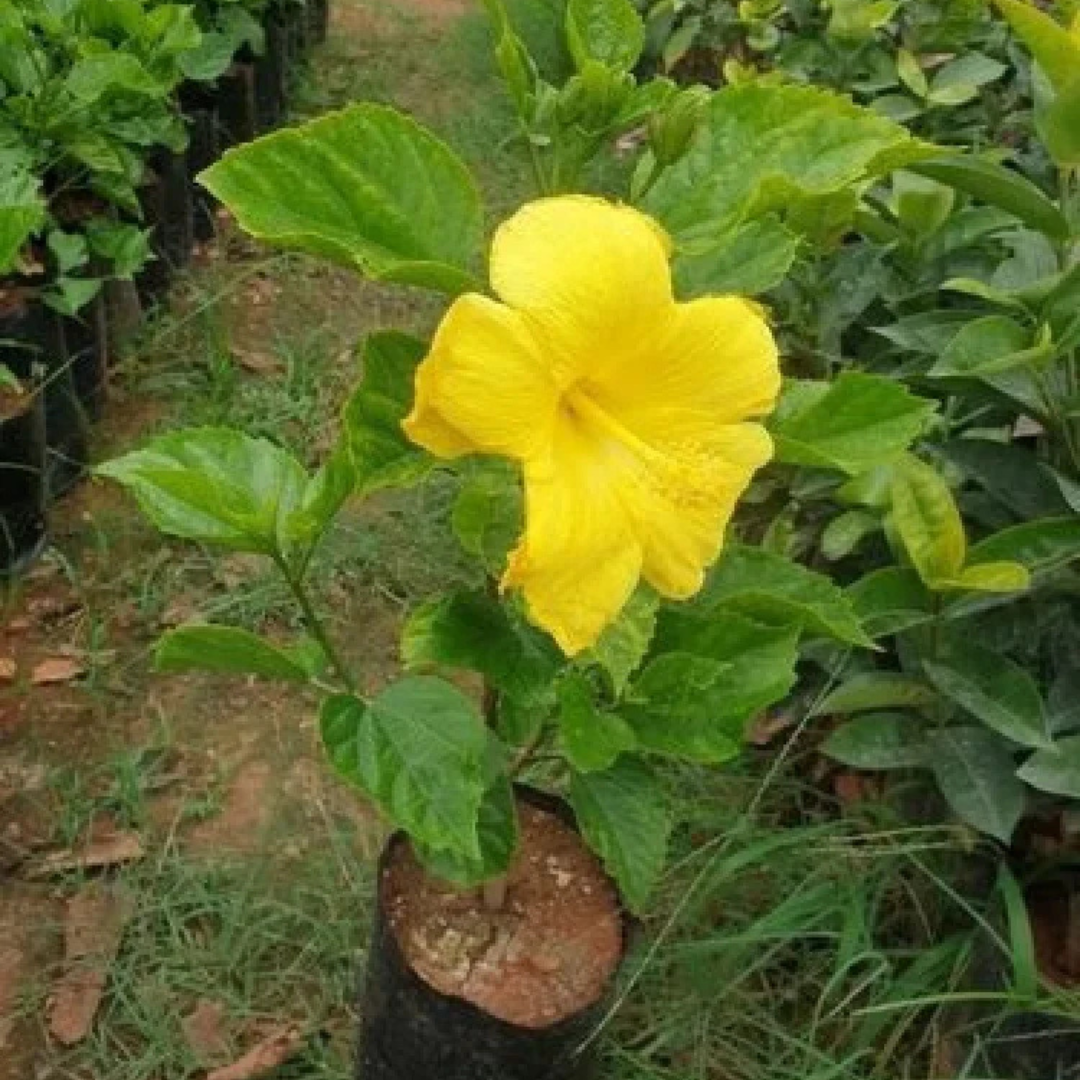 Hibiscus Yellow Flowering Live Plant