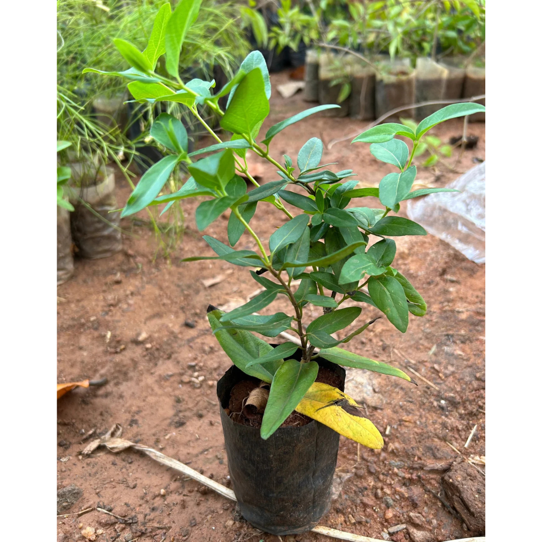 Honeysuckle (Madhumathi) Flowering Live Plant