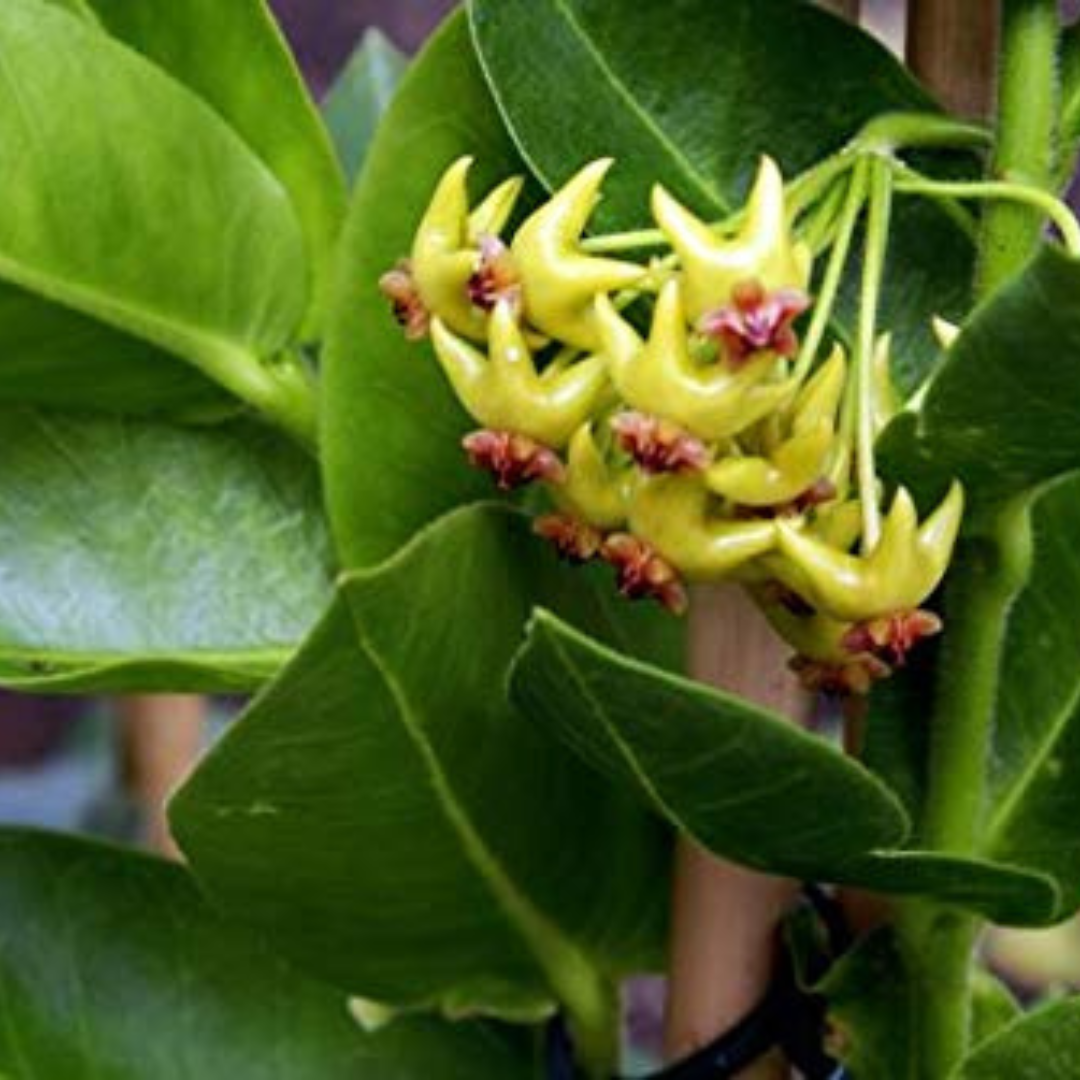 Hoya Densiflora Flowering Live Plant