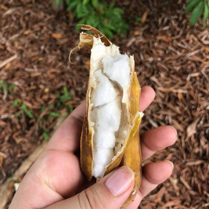 Ice Cream Bean (Inga Edulis) Fruit Live Plant