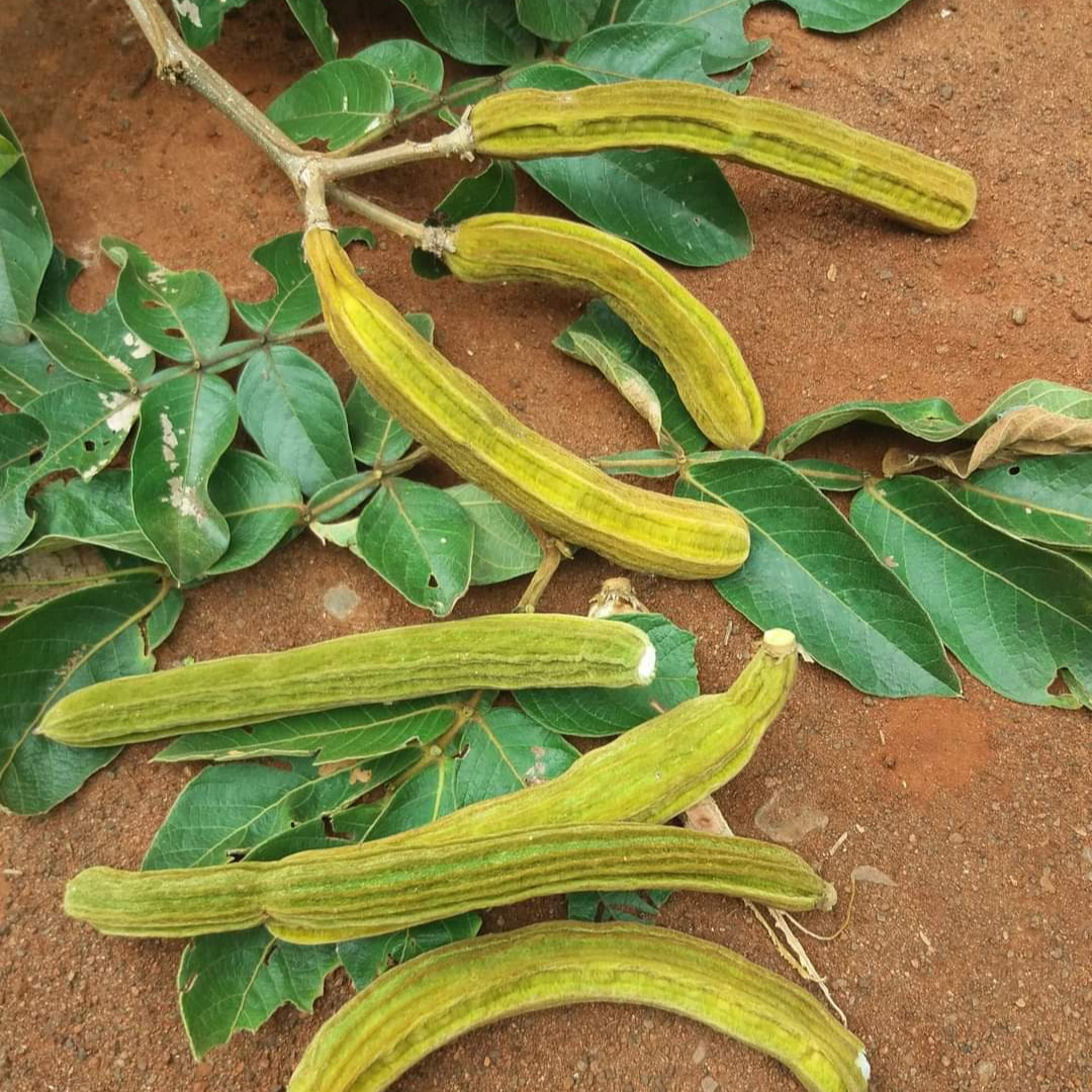 Ice Cream Bean (Inga Edulis) Fruit Live Plant