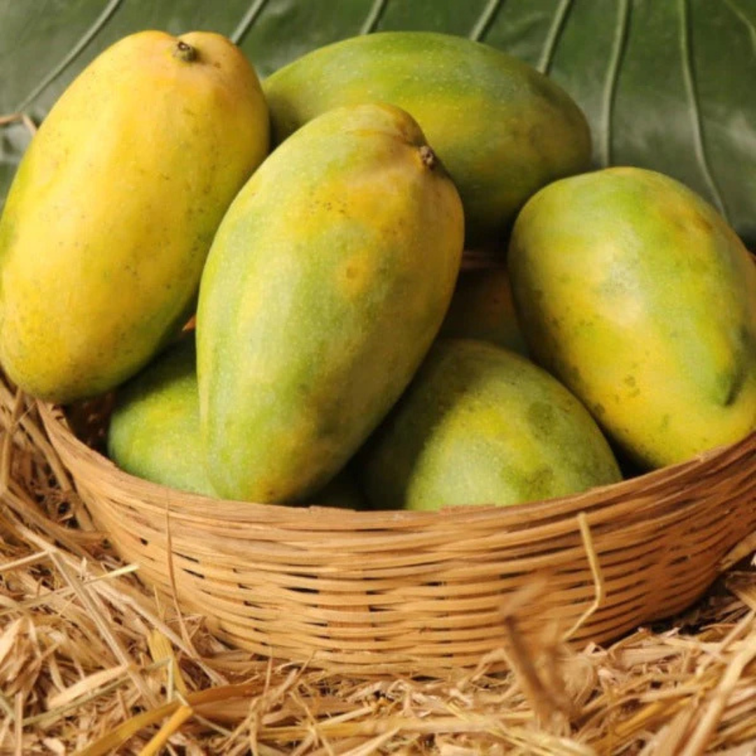 Imam Pasand / Himayath Mango Grafted Live Plant