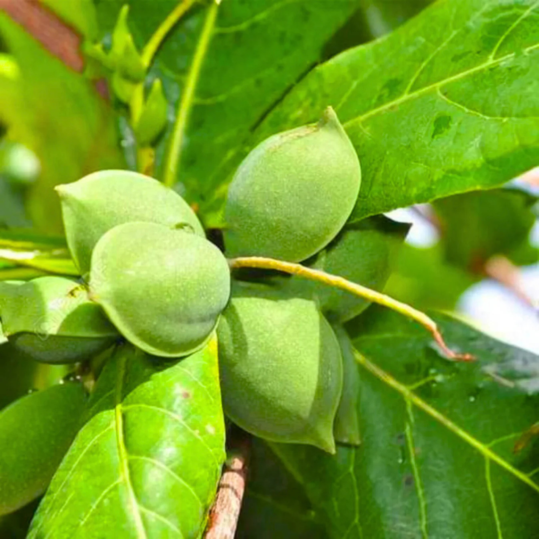 Indian Almond / Badam (Terminalia catappa) Fruit Live Plant