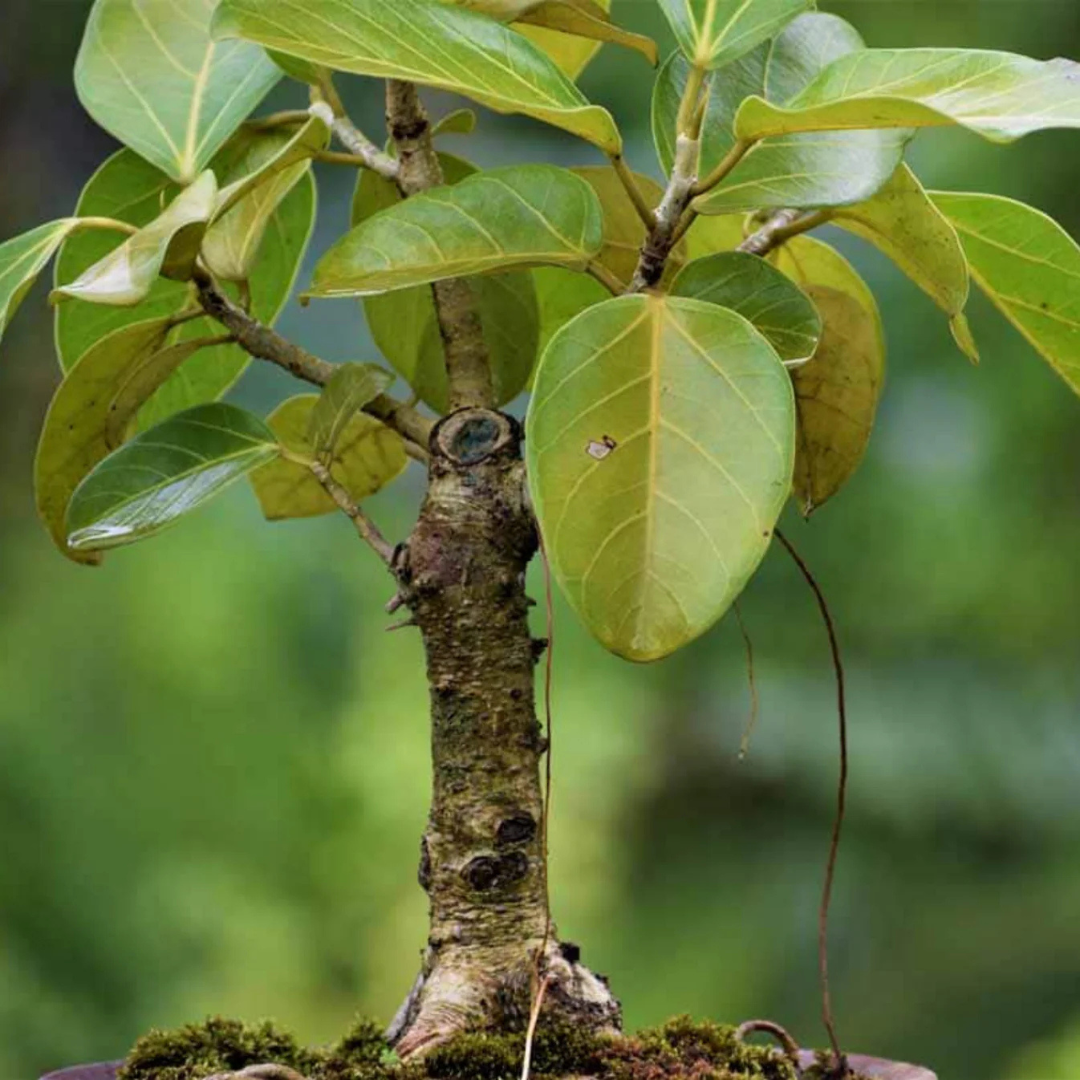 Indian Banyan Tree Bonsai (Ficus Benghalensis) Indoor Live Plant