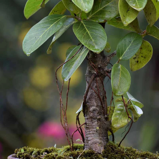 Indian Banyan Tree Bonsai (Ficus Benghalensis) Indoor Live Plant