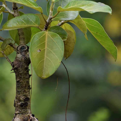 Indian Banyan Tree Bonsai (Ficus Benghalensis) Indoor Live Plant