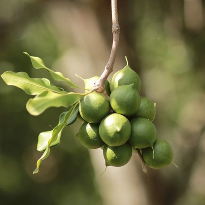 Macadamia Nut Fruit Live Plant