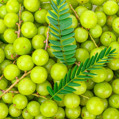 Indian Gooseberry Grafted Live Plant (Phyllanthus emblica)