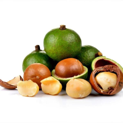 Macadamia Nut Fruit Live Plant