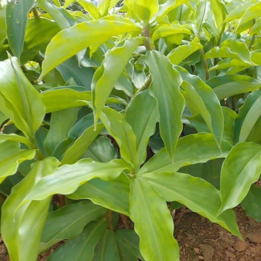Insulin (Costus Igneus) Live Plant