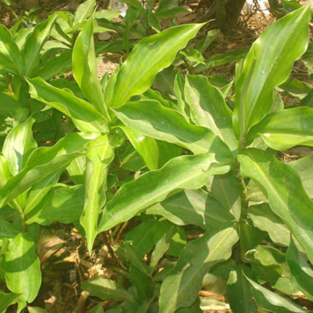 Insulin (Costus Igneus) Live Plant