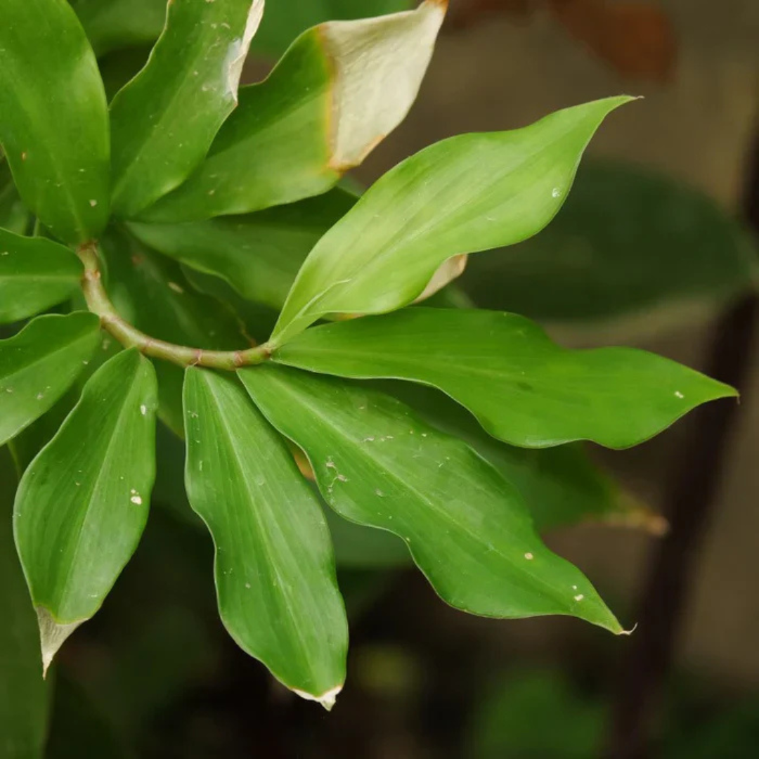 Insulin (Costus Igneus) Live Plant