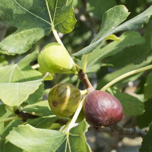 Israel Fig / Anjeer / Athi pazham Grafted Live Plant