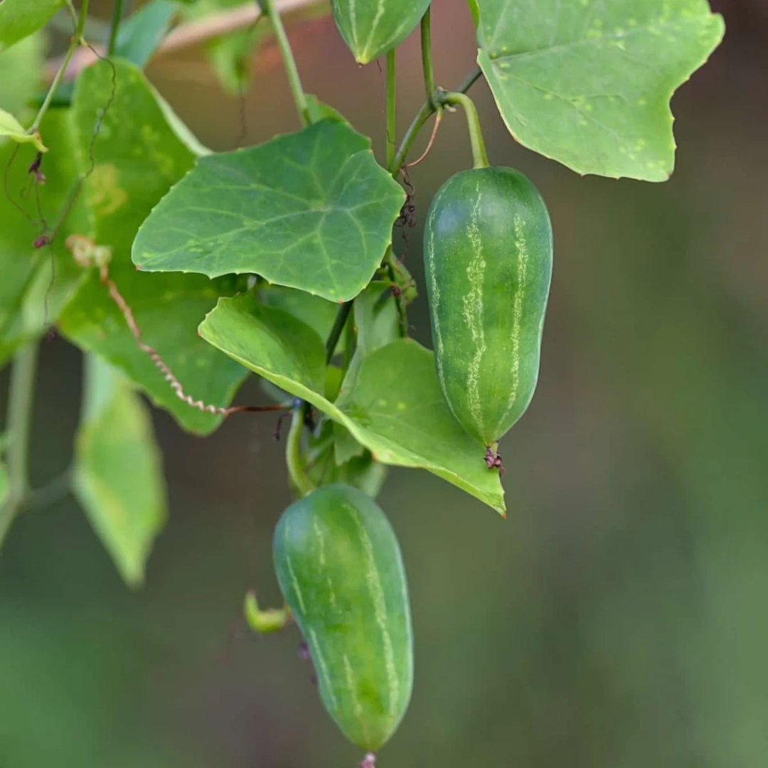 Ivy Gourd (Coccinia grandis) Medicinal Live Plant
