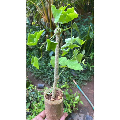 Ivy Gourd (Coccinia grandis) Medicinal Live Plant