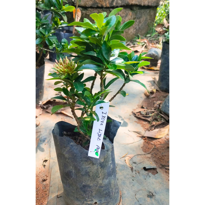 Ixora Light Pink Rare All Time Flowering Live Plant