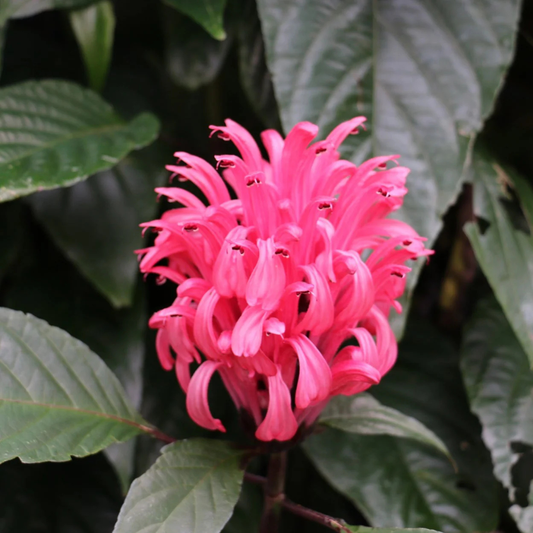 Jacobina Pink All Time Flowering Live Plant
