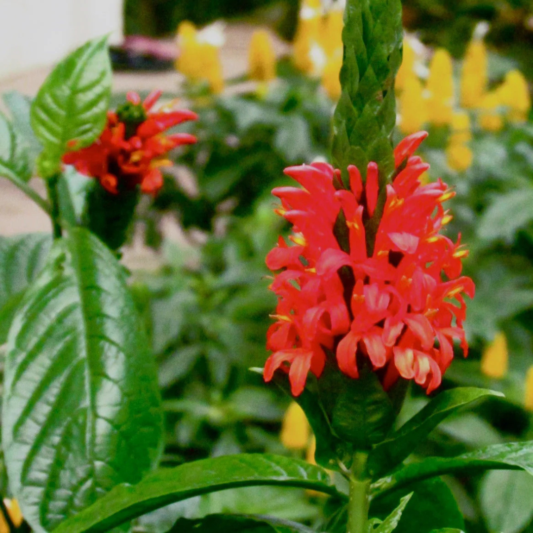 Jacobina Red All Time Flowering Live Plant