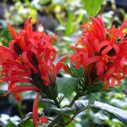 Jacobina Red All Time Flowering Live Plant