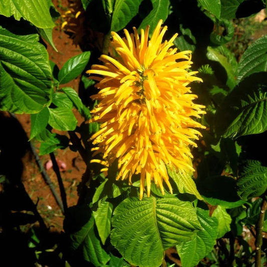 Jacobina Yellow All Time Flowering Live Plant