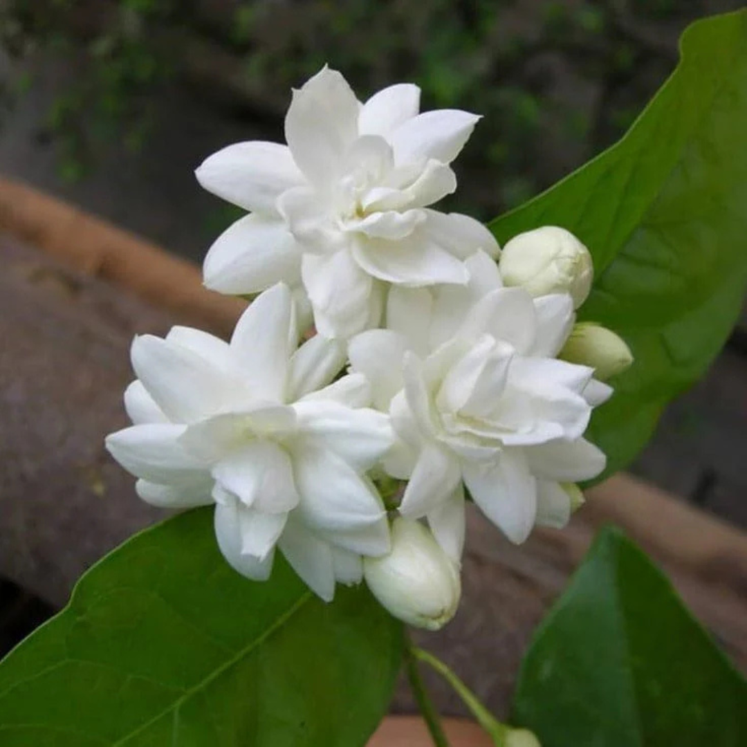 Jasmine Multi Petal Highly Fragrant All Time Flowering Rare Live Plant