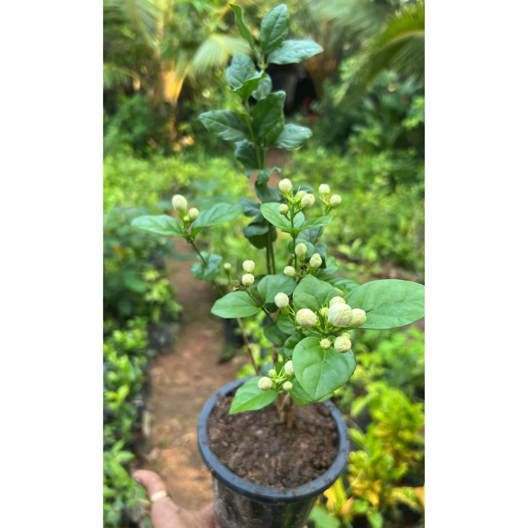 Jasmine Multi Petal Highly Fragrant All Time Flowering Rare Live Plant