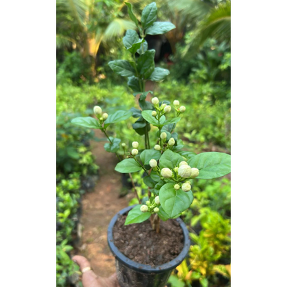 Jasmine Multi Petal Highly Fragrant All Time Flowering Rare Live Plant